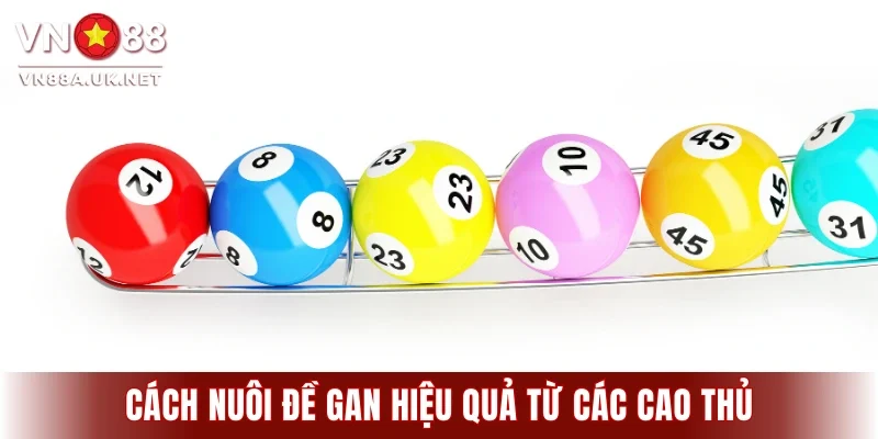 Cách nuôi đề gan hiệu quả thắng lớn từ cao thủ